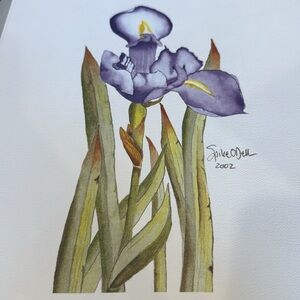 Chicago WGN’s Spike O’Dell - Purple Iris Watercolor Print - 2002